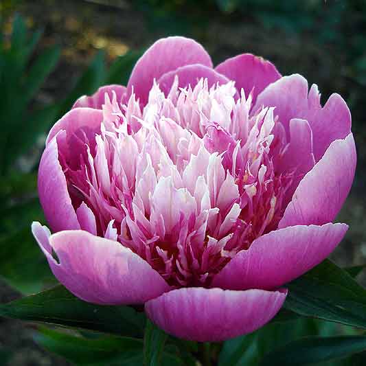 Peonies Season peonies bloom season Peonies Season peonies bloom season